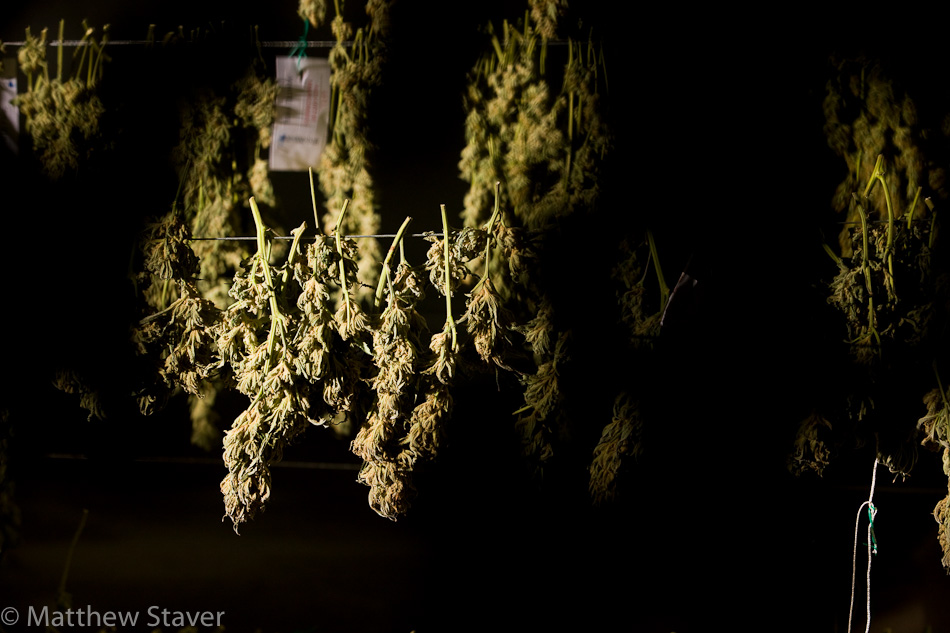 Colorado_Cannabis_079