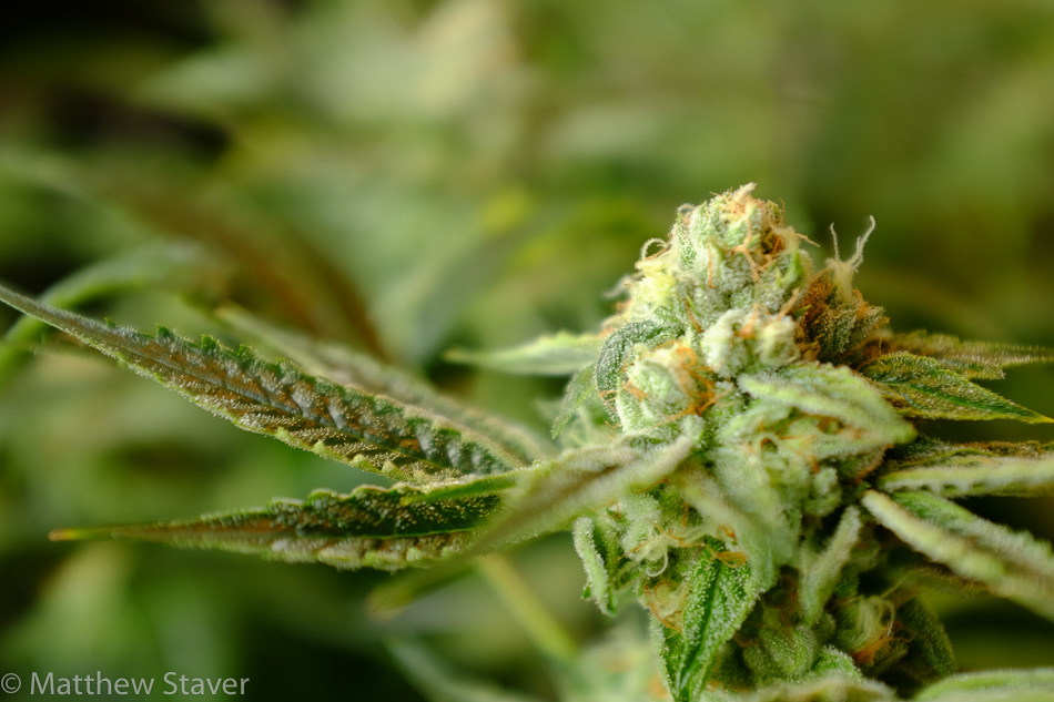 Colorado_Cannabis_081
